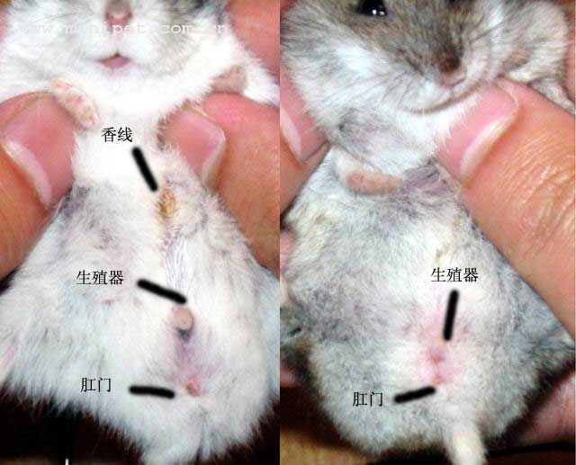 付费小仓鼠的公母啊?半夜区分蚂蚁森林图片