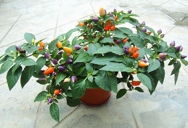 有一种植物接的果实五颜六色像辣椒 求图片图片