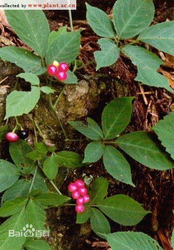 白蔹根茎