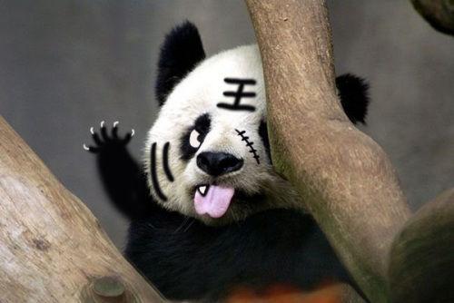求图,熊猫的ps图,脑门上有个王字的,跟下面这张是同一