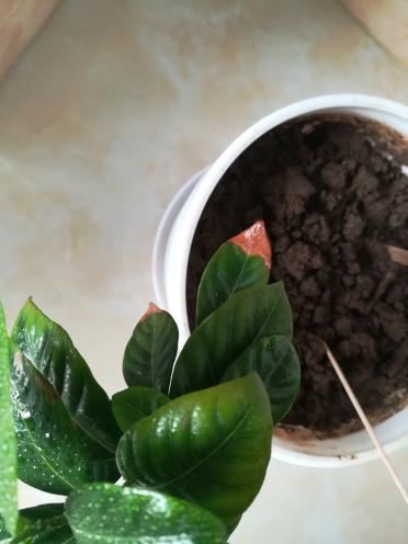 看看我的栀子花什么问题,有枯萎的叶子,浇了硫酸亚铁,北方室内养的