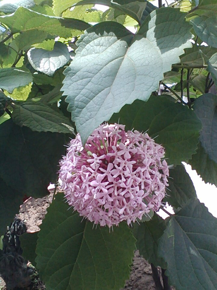 像丁香花五瓣花针的花心长有乳房.圆圆型丁香图片