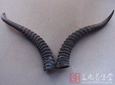 黄羊角的药用价值
