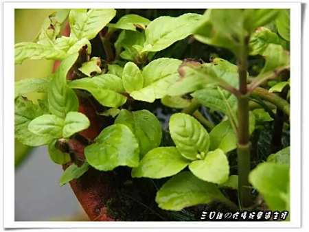 水茴香什么样子,图片最好,谢谢