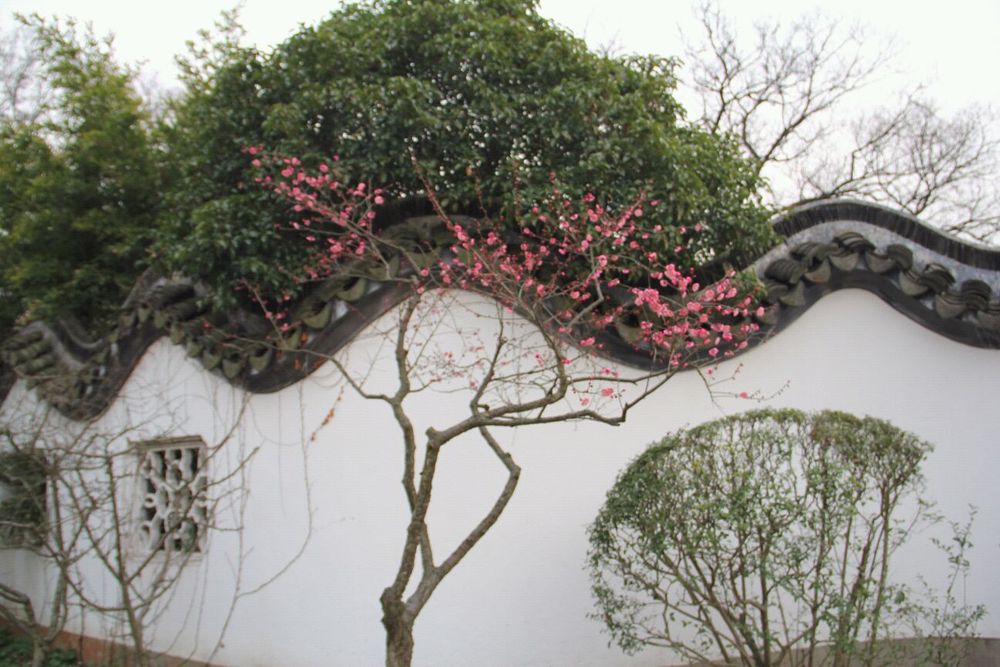 20160219南京梅花山