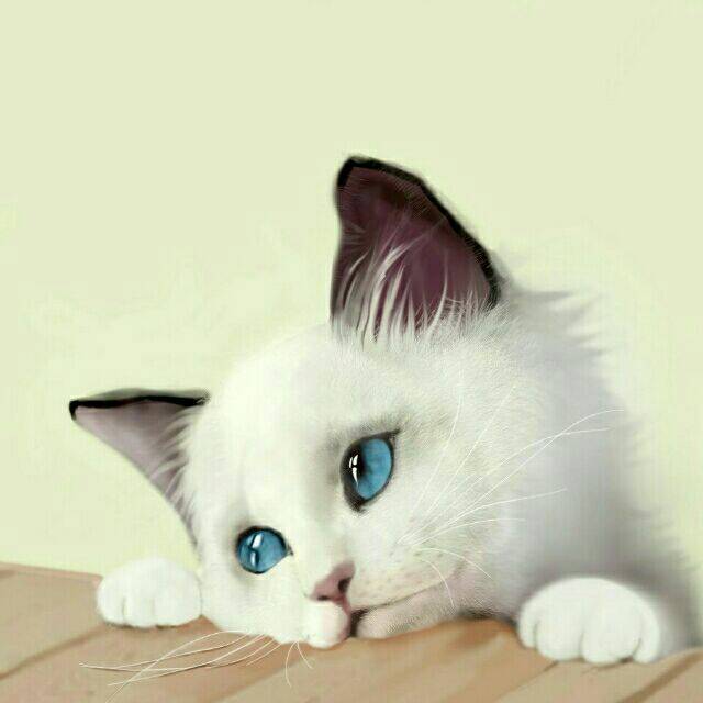找头像一只猫头向右看