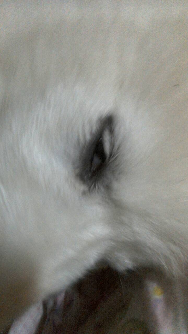 狗狗的白色,打完眼角回家,眼睛就是,有天极,看起来像斗鸡眼,是今疫苗真散打道与空手图片