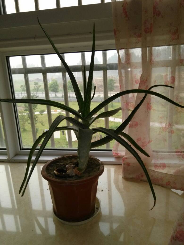 10199lv17擅长:花鸟鱼虫向ta展开私信ta提问全部木立芦荟,品种的沥水厨房图片