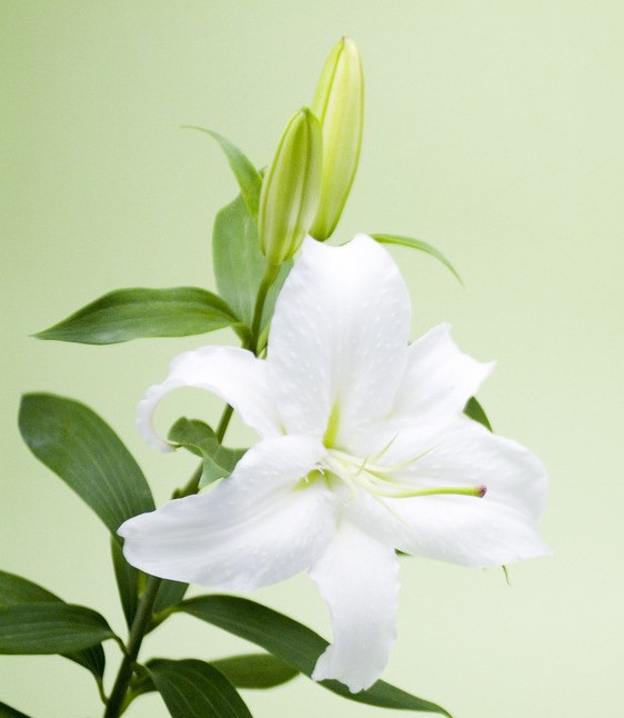 百合花画菜品菇图片小磨图片