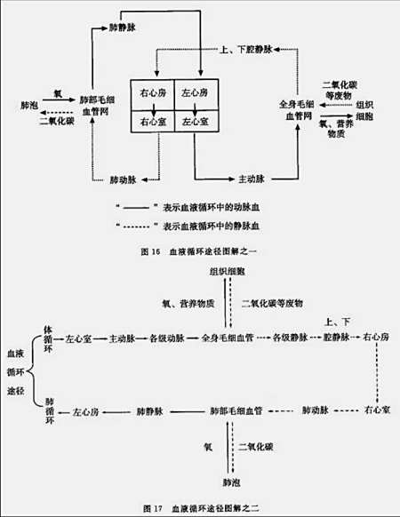 血液循环途径示意图图片