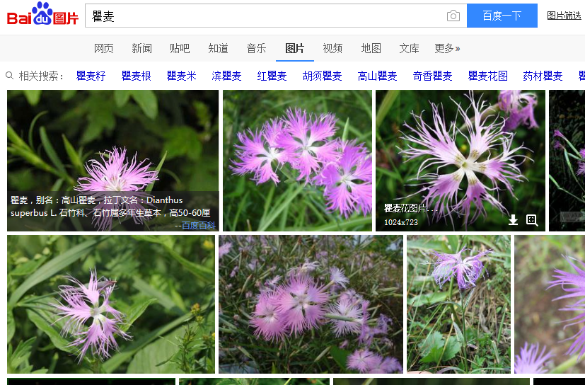 瞿麦花 瞿麦花为瞿麦科多年生草本植物,高约20厘米左右,色红,白或