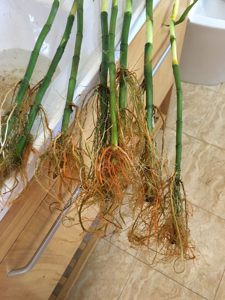 请救救我的富贵竹,已经养了四年了,很有感情,只是在近