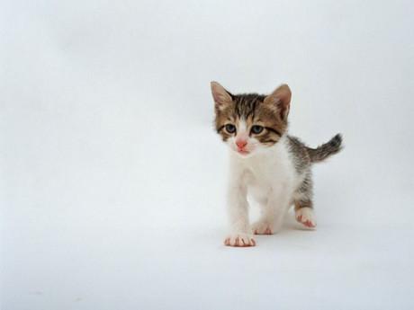 刚出生的小猫从多少天开始才能吃猫粮?