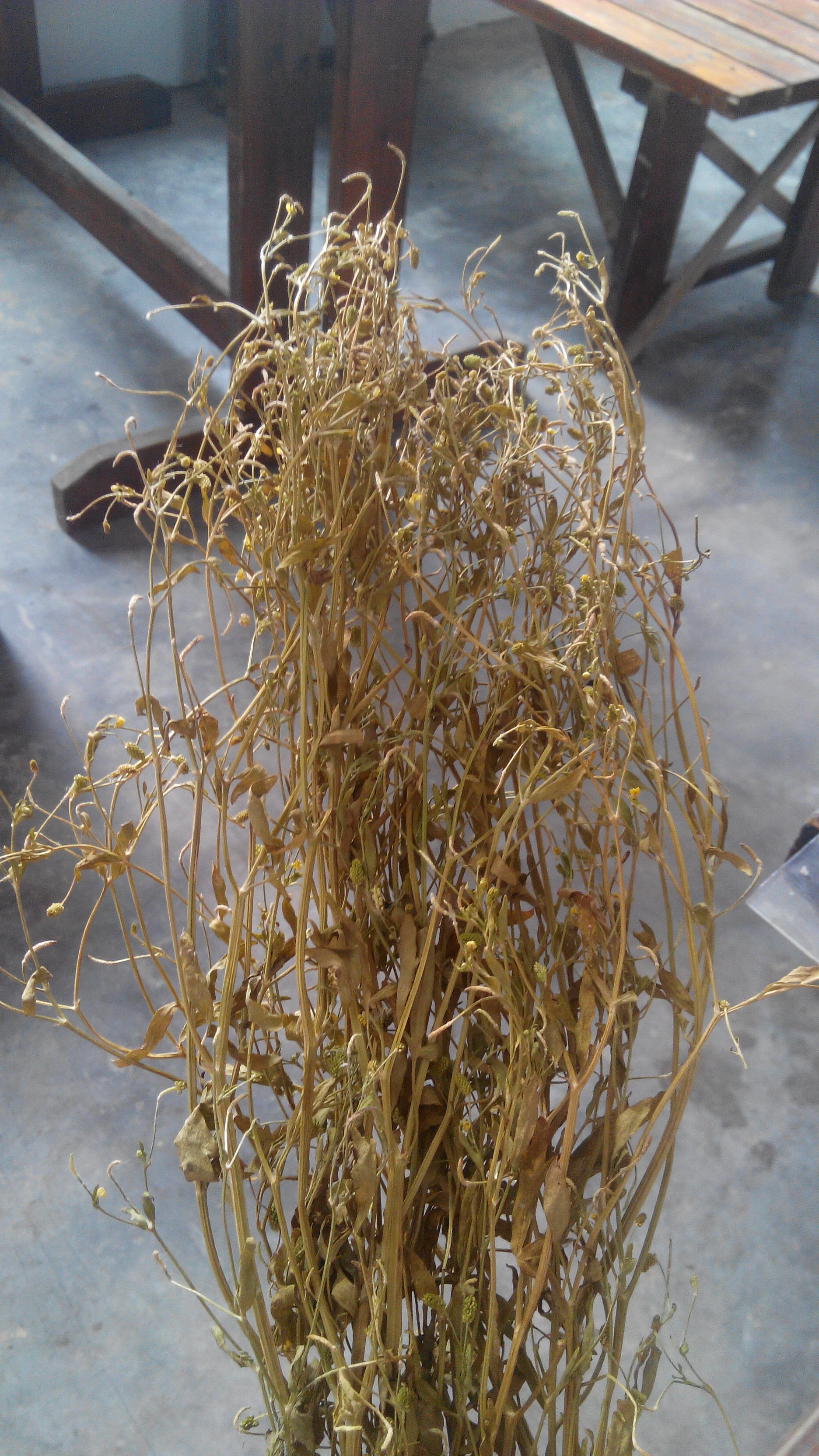 急问这是什么草药,在百度百科上说是石龙芮,可跟商家所卖的石龙芮相差