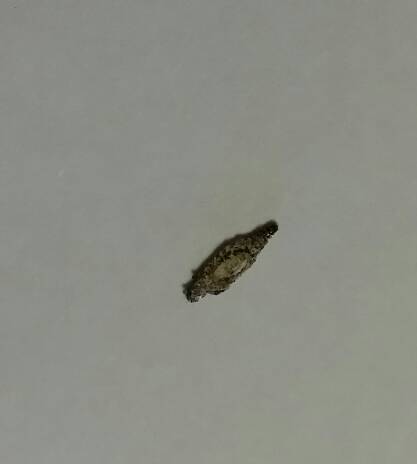 家里木地板上发现的虫子,想知道是什么,怎么来的