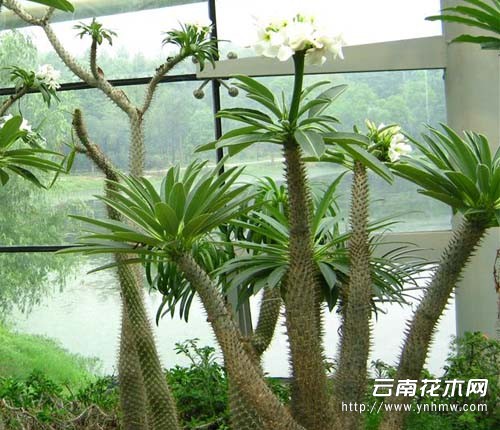 谁有霸王树,图片?