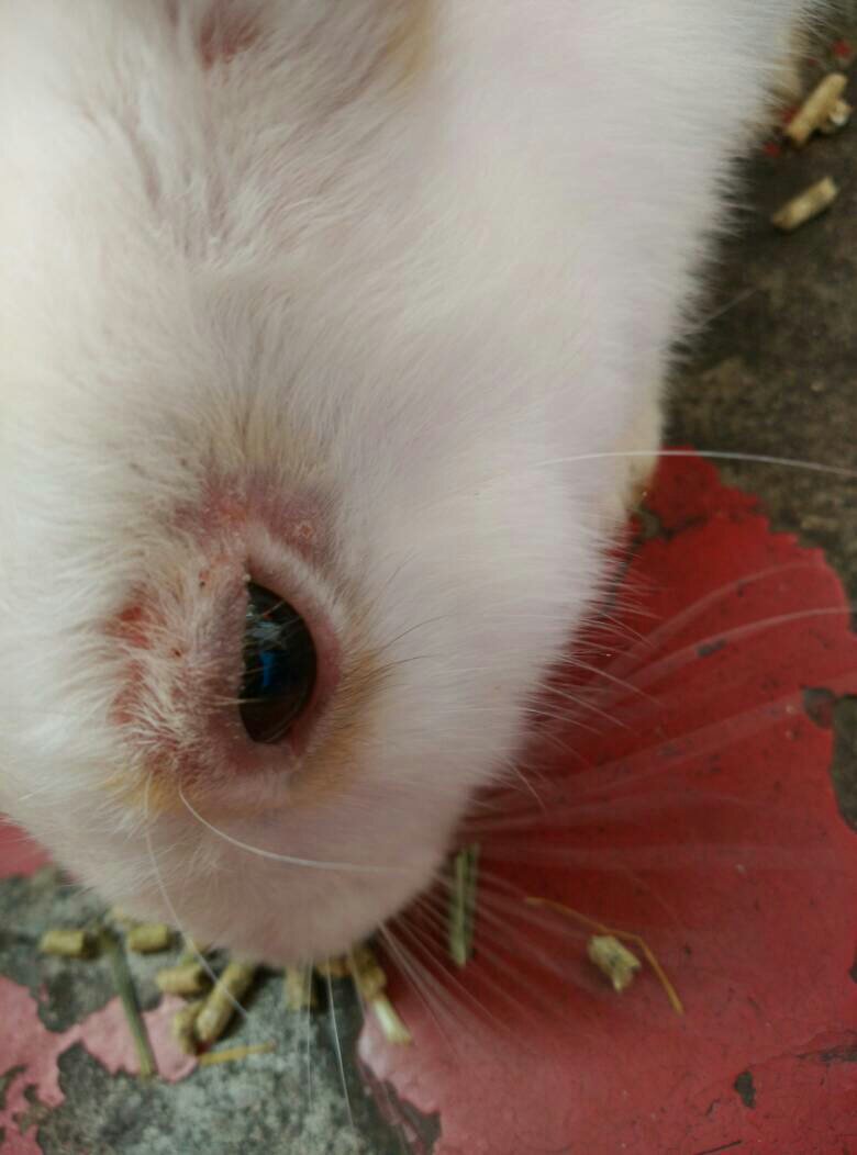 兔子这样半个月了 是怎么回事 如何治疗?