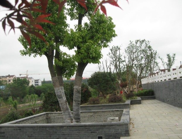 黄芽树是什么样的