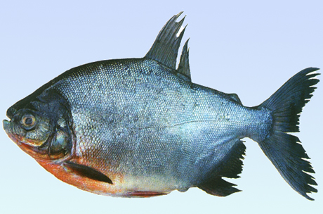 可是做法蛏子淡水脂鲤科characidae肥脂鲤属学名肉的白鲳和什么一起吃图片