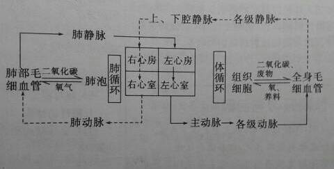 血液循环图表怎么做.请小伙伴们赐教!图片