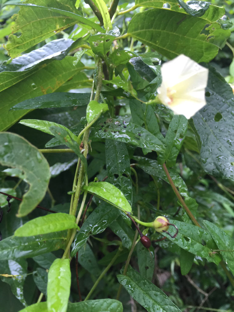 开白花的是什么植物