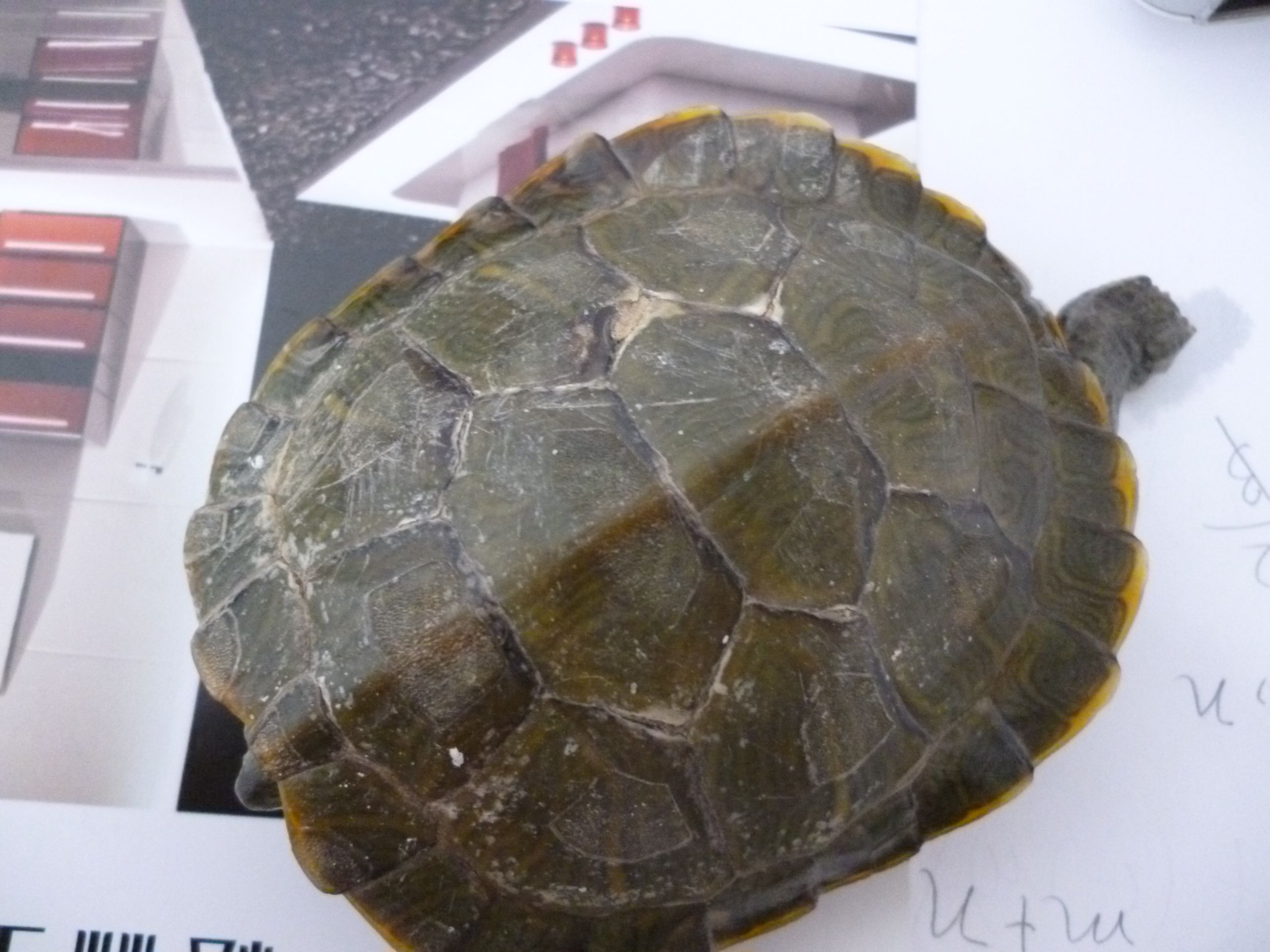 乌龟壳有裂缝 还有地方脱去 而且经常有脱皮现象 不怎么吃东西 眼睛