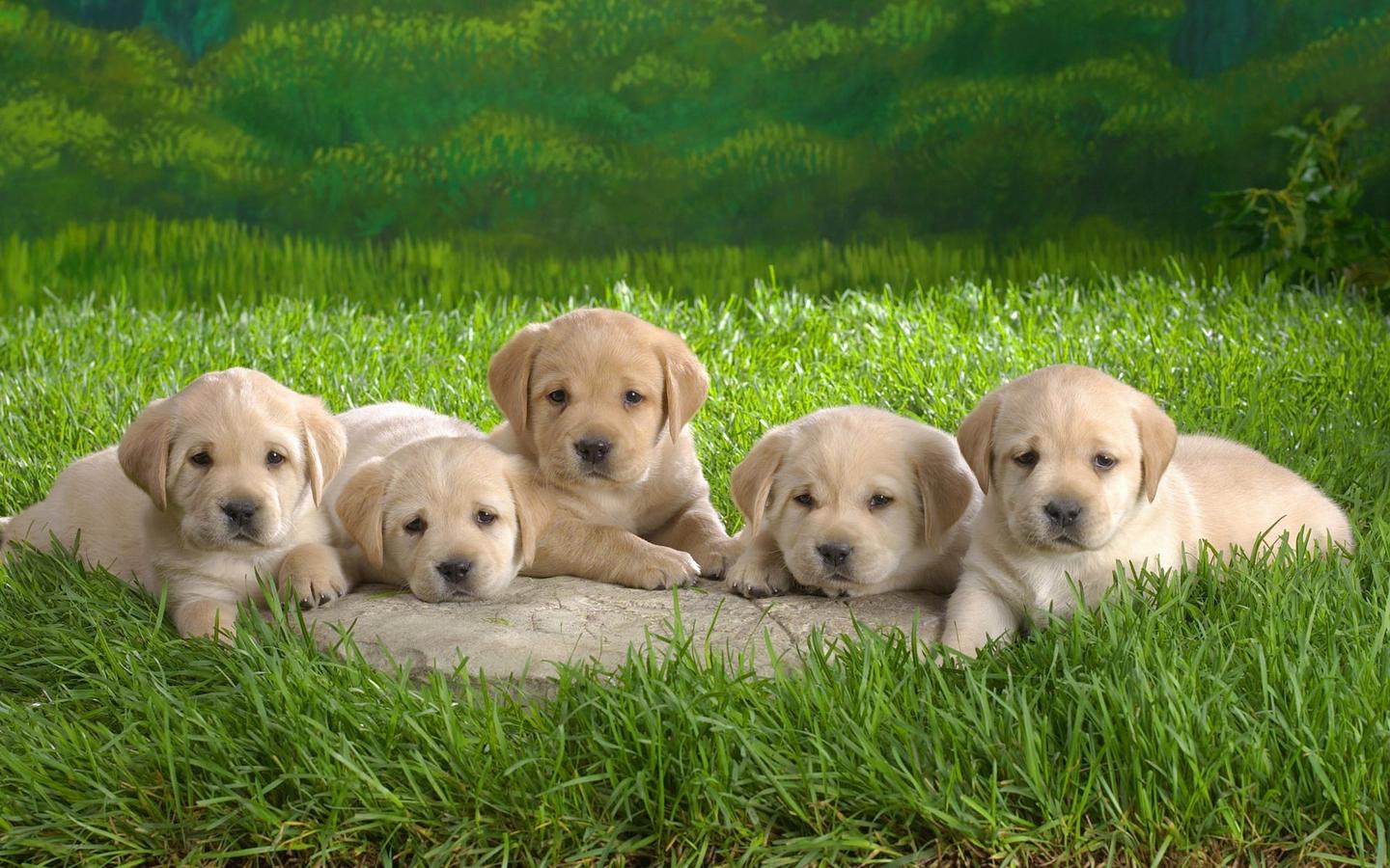 请问这些幼犬是什么品种的狗狗?有些可能是一种(图2) 请问这些幼犬是什么品种的狗狗?有些可能是一种(图4) 请问这些幼犬是什么品种的狗狗?有些可能是一种(图6) 请问这些幼犬是什么品种的狗狗?有些可能是一种(图8) 请问这些幼犬是什么品种的狗狗?有些可能是一种(图10) 请问这些幼犬是什么品种的狗狗?有些可能是一种(图12) 为了解决用户可能碰到关于"请问这些幼犬是什么品种的狗狗?有些可能是一种"相关的问题,突袭网经过收集整理为用户提供相关的解决办法,请注意,解决办法仅供参考,不代表本网同