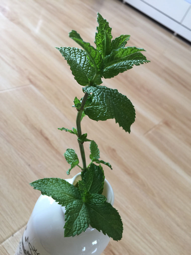 我对比了几种,有点像留兰香薄荷,但是叶子的纹路要比留兰香深很多