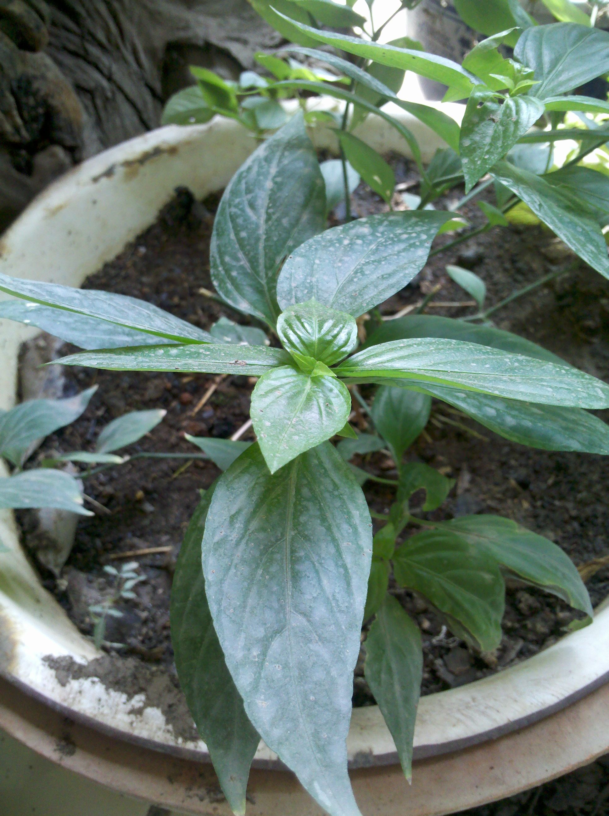 请农学专家确认一种有退烧药效的草本植物名称(附高清