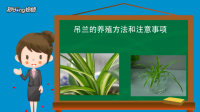 吊兰的养殖方法和注意事项