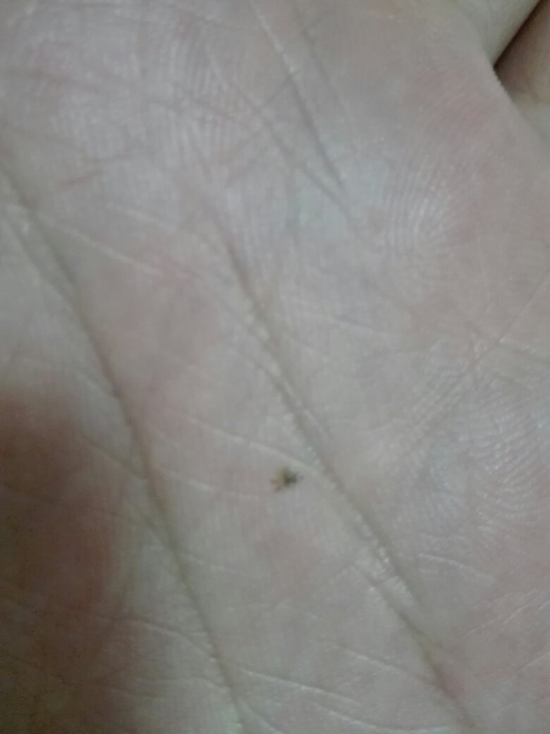 最近总是在家里发现这种小虫子,六条腿,扁的,有点发褐色,半透明,最让