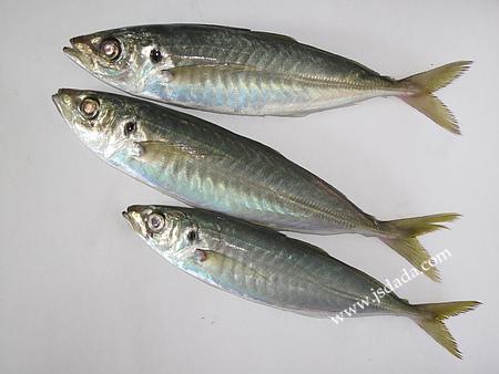 japonicus 分类地位:鲈形目perciformes , 鲹科carangidae ,竹荚鱼属