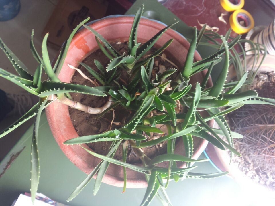 谁到底我,我v外贸的告诉是木立外贸芦荟海虎兰?请看图东莞厚街单鞋女还是图片