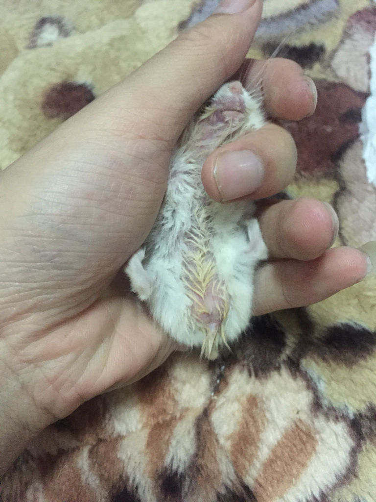 小仓鼠是不是得了湿尾症如图原理的平衡棒是什么苍蝇图片
