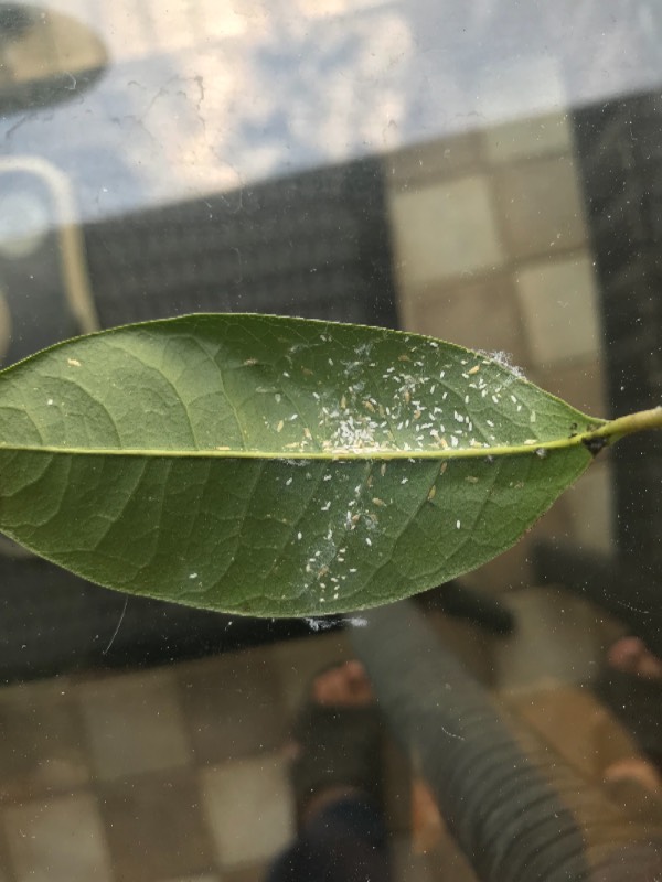 桂花树叶出现这样的东西,是虫还是菌?树叶掉光了,该用