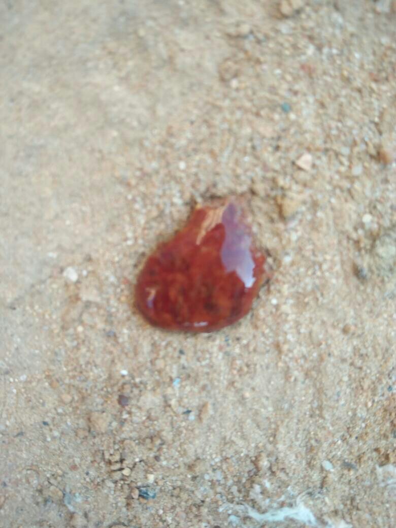 泰迪狗怀孕55天拉稀拉血怎么办