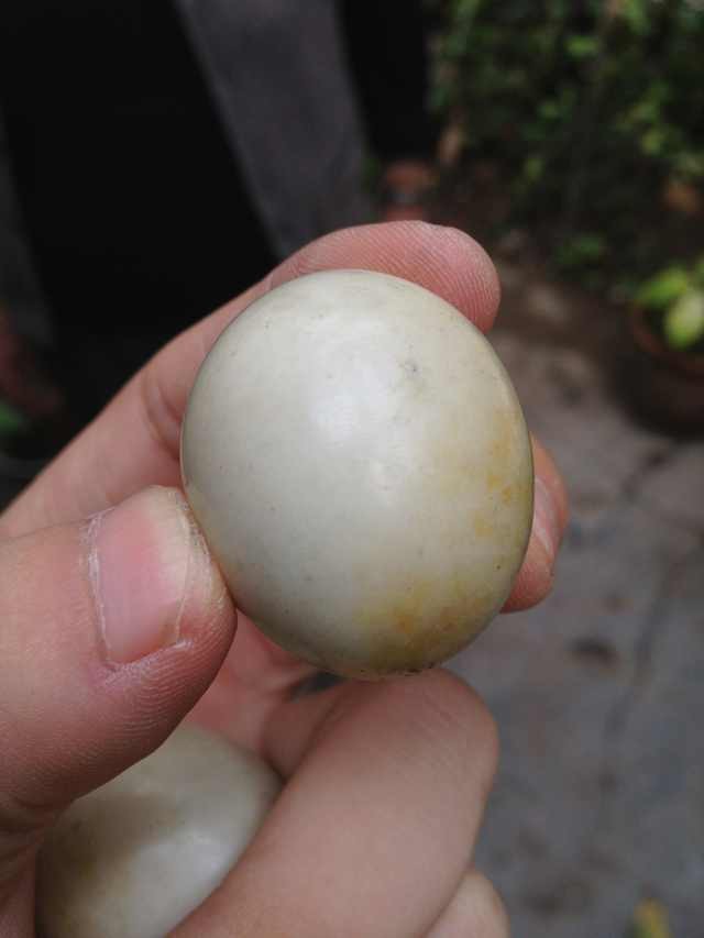 鸽子蛋形状的白色石头,质地像是玉,请问这是什么东西!