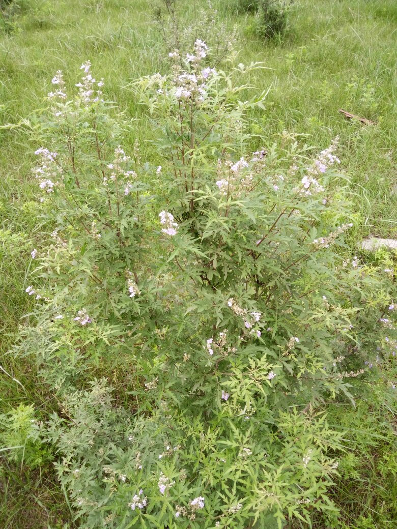 这种开小兰白花的植物叫什么?