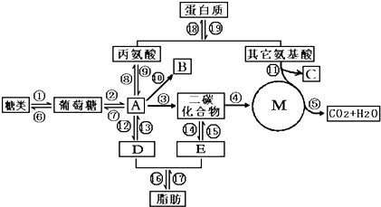 急急急!求糖类,氨基酸,脂肪代谢关系图