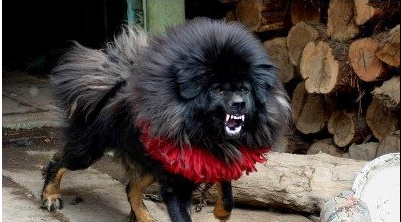 鬼敖和高中有不一样?部将取消通州藏獒四中图片