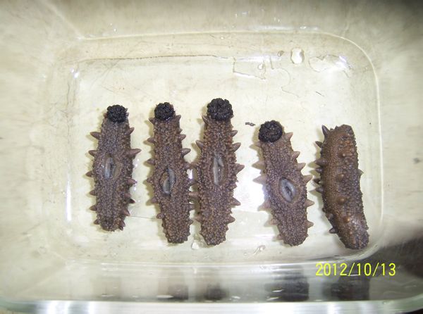 发制食品时,上面部分处黑的还是都要去掉?沙嘴只去掉里面的物质海参?最强-含酶络氨哪些白色酸图片