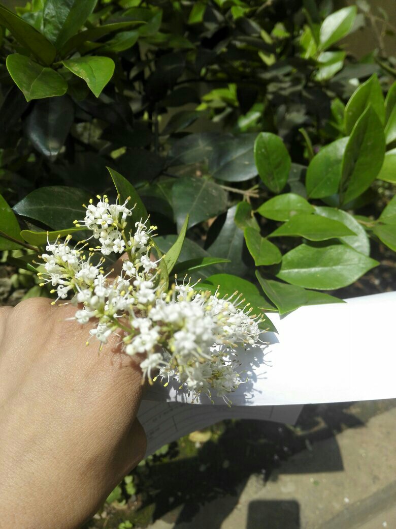 图中对生叶,开白花的野生草本植物是啥.