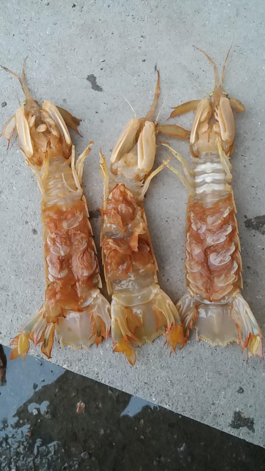 皮皮虾脚发黄怎么引起的.什么病.怎么解决