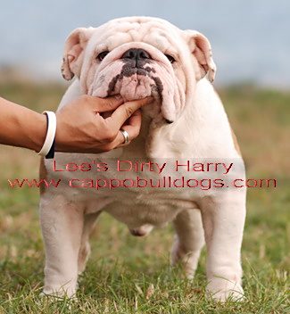 英国斗牛犬都是露齿么?