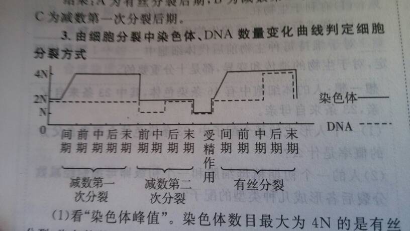 减数分裂与有丝分裂这图有没有错染色体与dna的线代数的教学设计图片