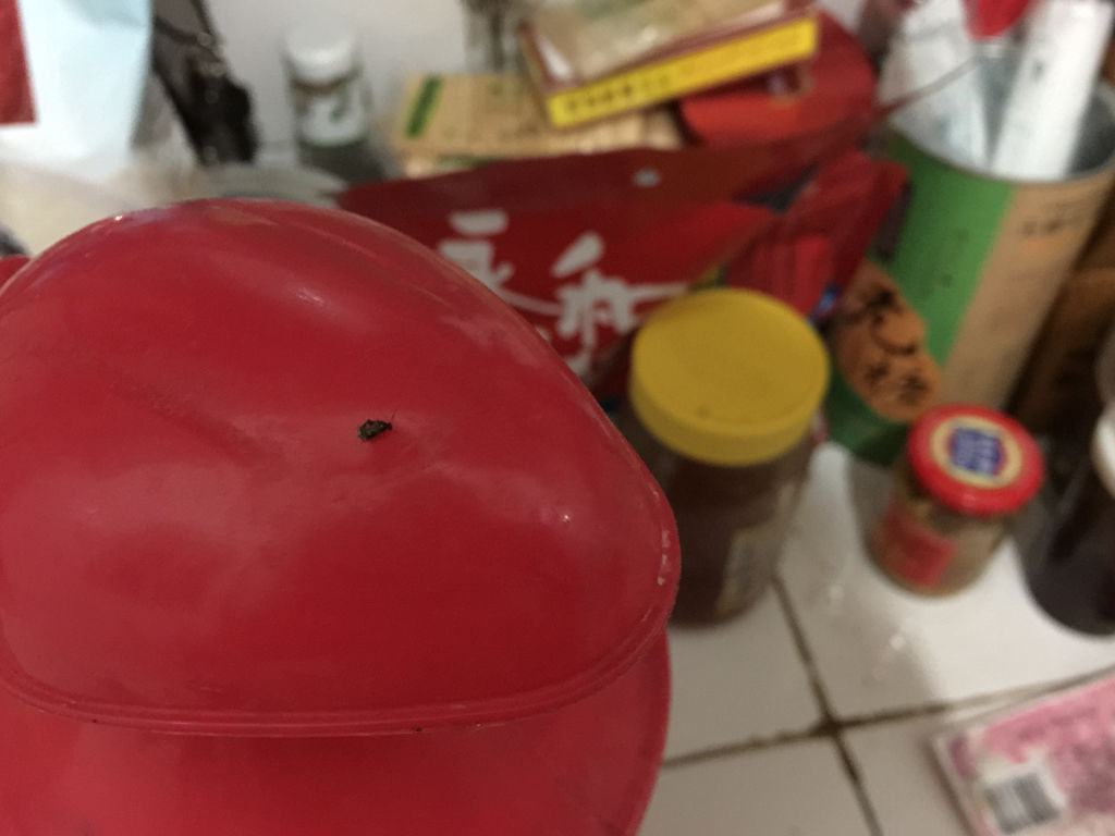 家里面特别是厨房,夏天好多这样的像糕点一样的小黑虫芝麻v厨房多久图片