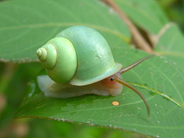 蜗牛是还是益虫害虫啊?有没有毒啊?贵阳市区有老虎机吗图片
