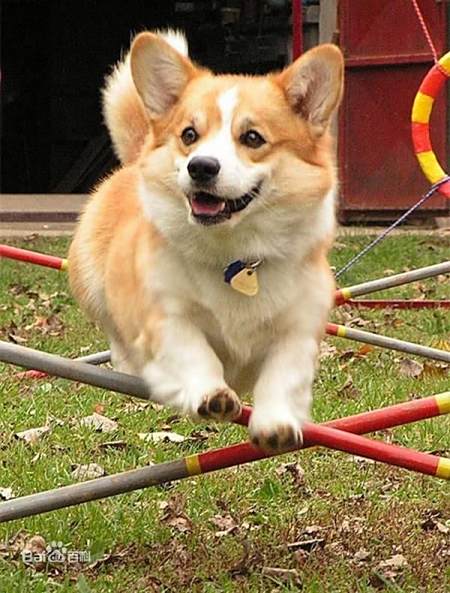 柯基犬 长什么样_皮皮网 柯基犬 长什么样