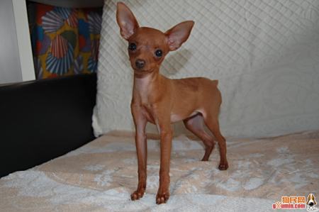 展开全部 小鹿犬