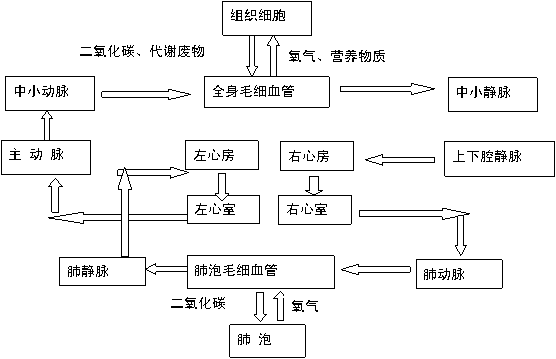 高中知识v高中三生物框架图高中敢为人先议论文600图片